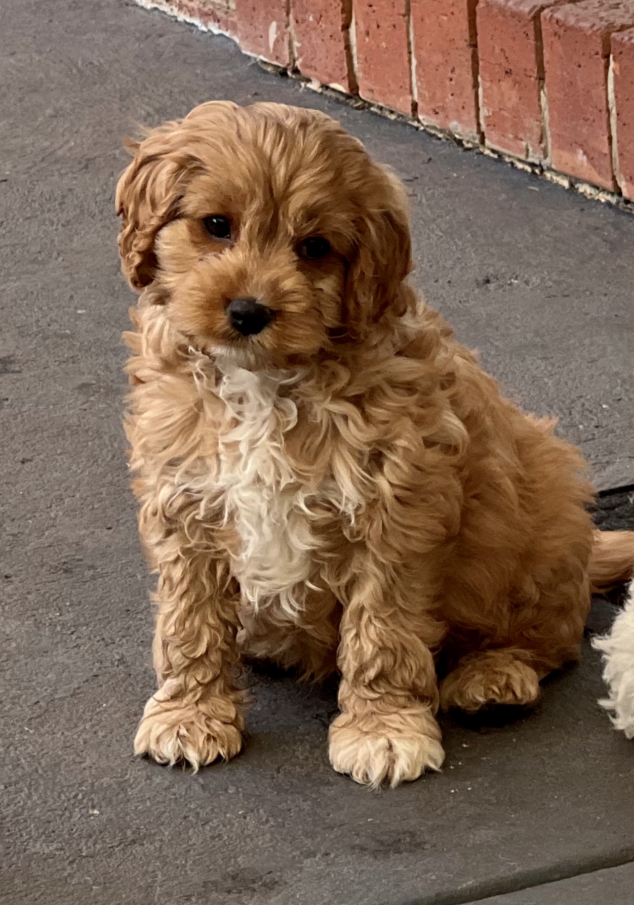 STUNNING TOY CAVOODLE PUPPIES