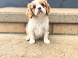 Cavalier King Charles Spaniel puppies