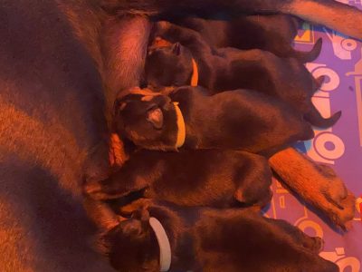 Pure Bred Rottweiler Puppies
