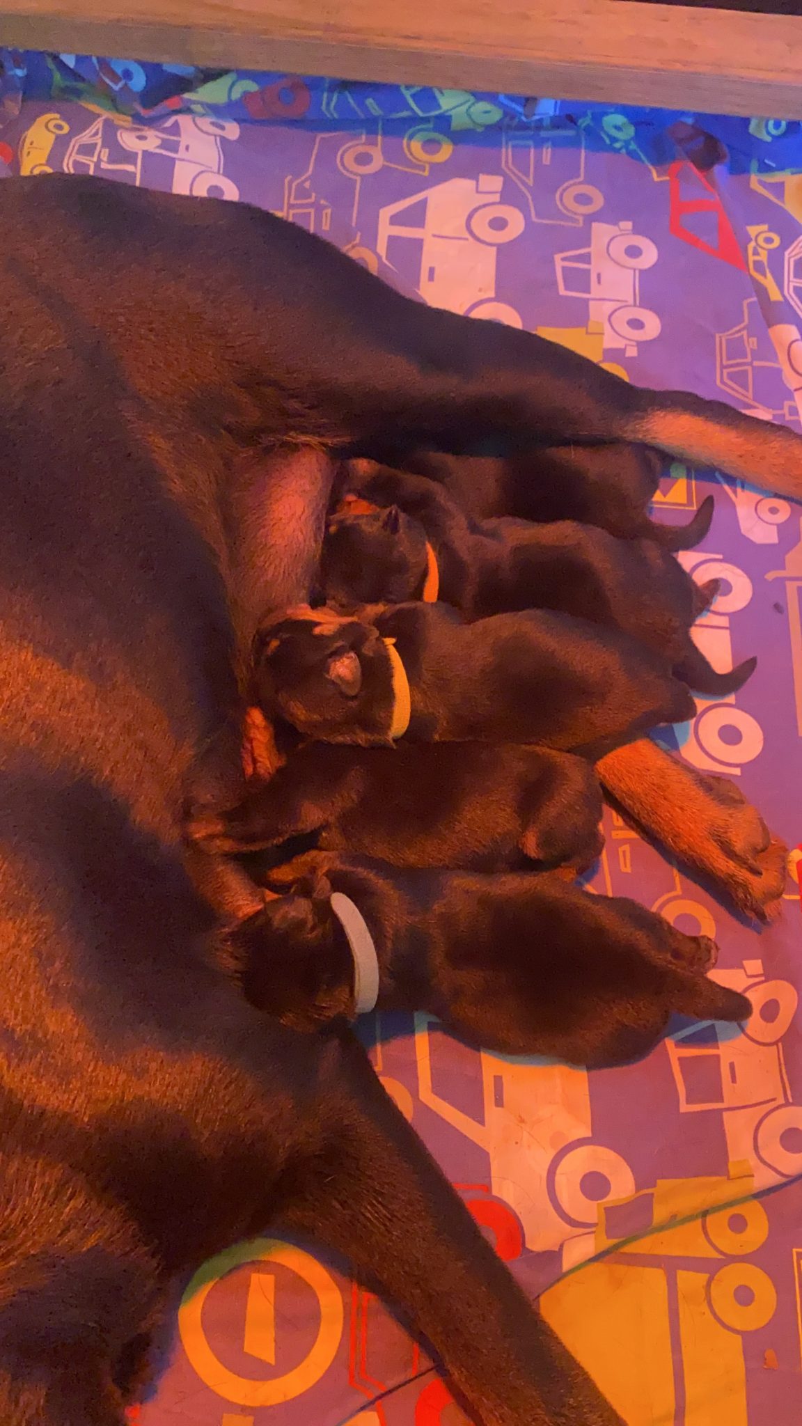 Pure Bred Rottweiler Puppies