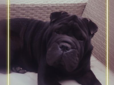 Sharpei / roly poly puppies