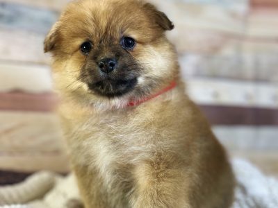 Pomeranian puppies ready to leave soon