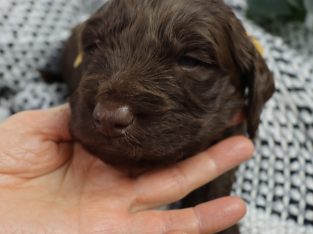 Holistically-Raised Labradoodle Puppy + Care Pack