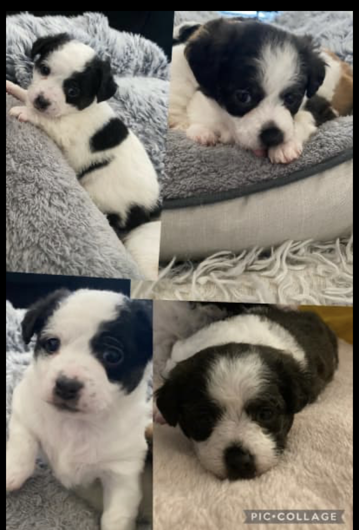 Jackapoo Puppies for Sale
