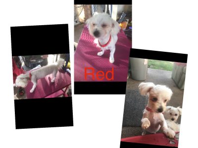 White Moodles (6 months old) 4 Girls & 1 Boy