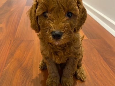 Toy Cavoodles DNA clear