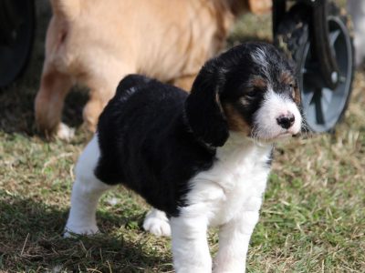 Beautiful Poogle Puppies