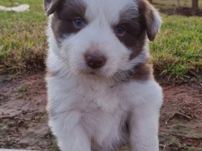 Border Collie Purebred DNA Tested