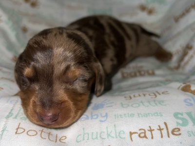 Purebred Mini Dachshund puppies