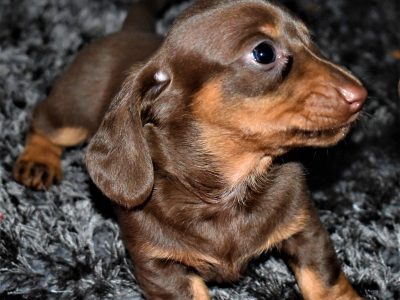 Dachshund pure bred mini