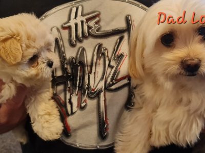 Pure Maltese puppies the small ones