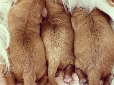 Gorgeous Toy Cavoodles
