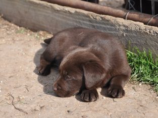 Pure Bred Chocolate Labrador Pups
