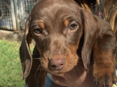Purebred miniature dachshund pups