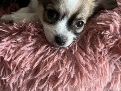 Long hair brown and white male pup