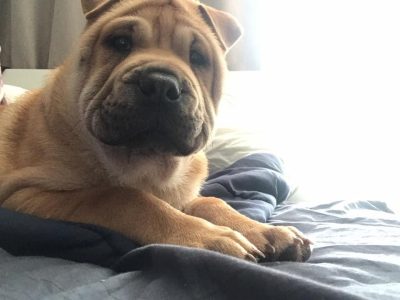 Male shar Pei puppy
