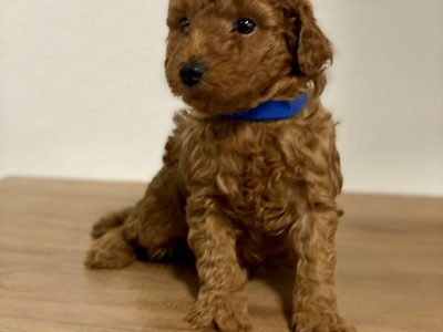 Pure-bred Toy Poodle Puppies available now