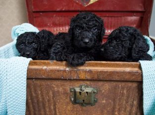 2 LEFT!!! DNA CLEARED Standard Poodle x Retriever