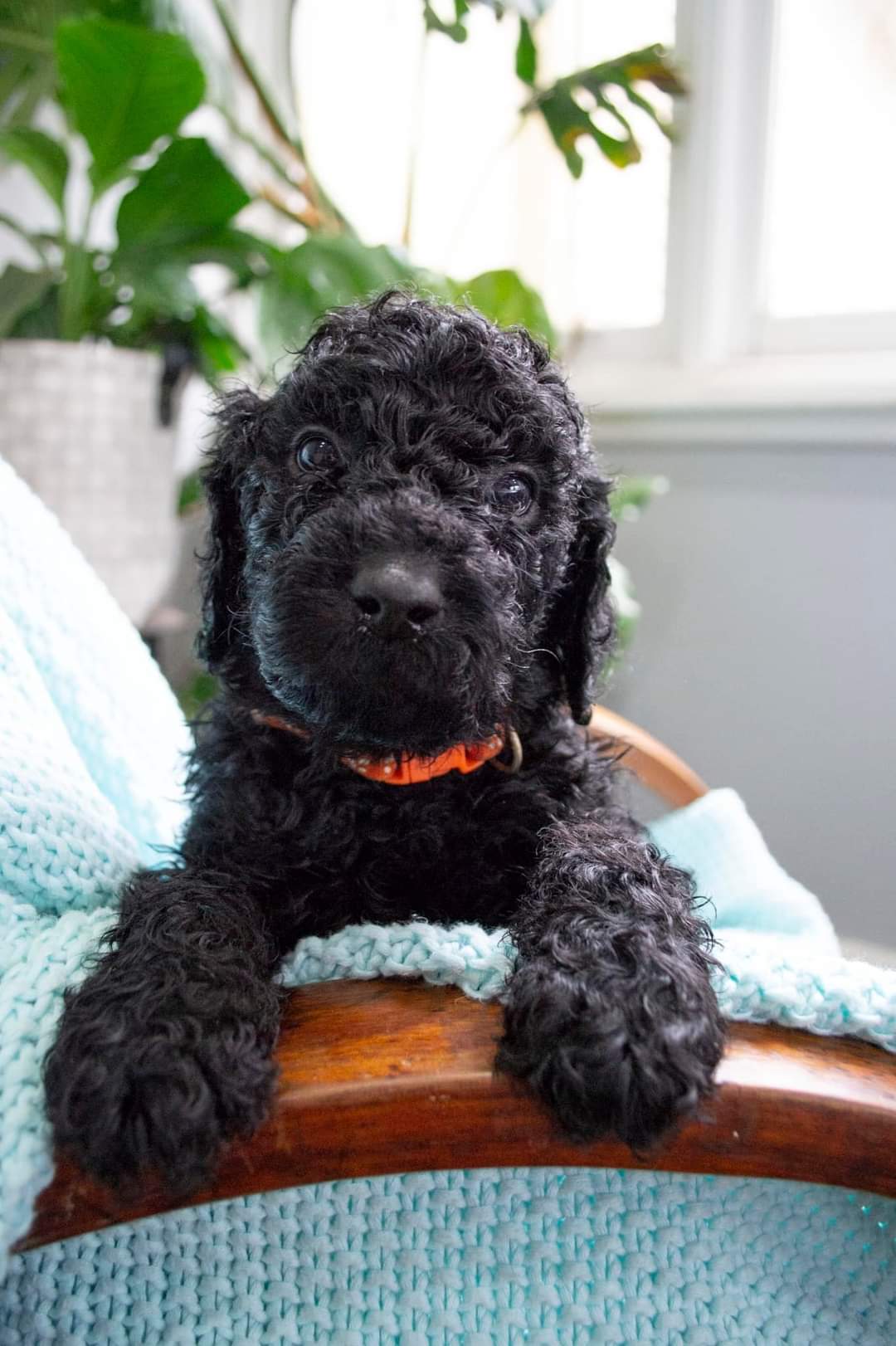 2 LEFT!!! DNA CLEARED Standard Poodle x Retriever