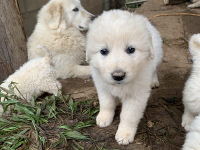 Pure bred Maremma Puppies