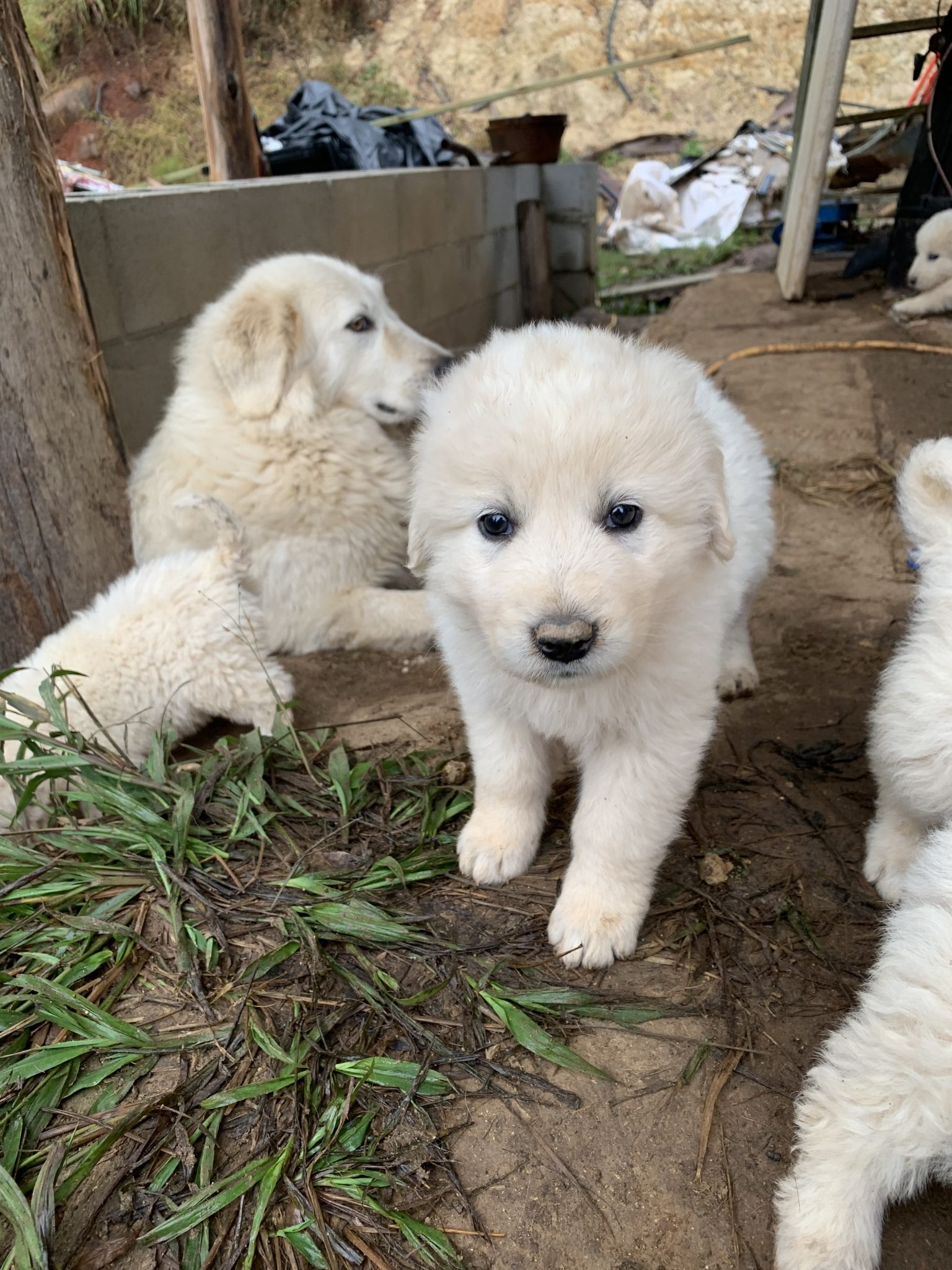 Purebred Maremma Bellthorpe PetsForHomes