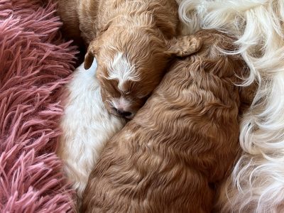 Cavoodle Puppies – 1st Generation