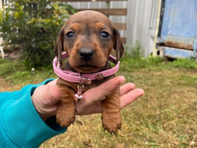 Mini Dachshund Puppies