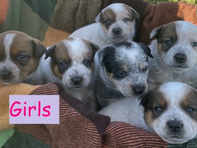 Purebred Blue Heeler/ Purebred Red Heeler Puppies