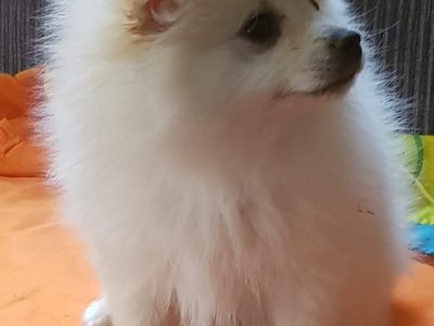 Pure bred pomeranians