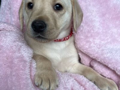 Labrador Puppies – Purebred – Ready Now!