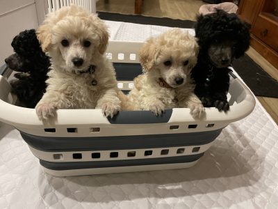 Toy Poodles
