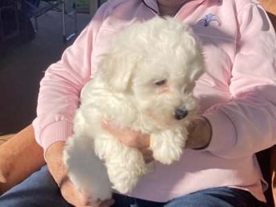 Bichon Frise male pup