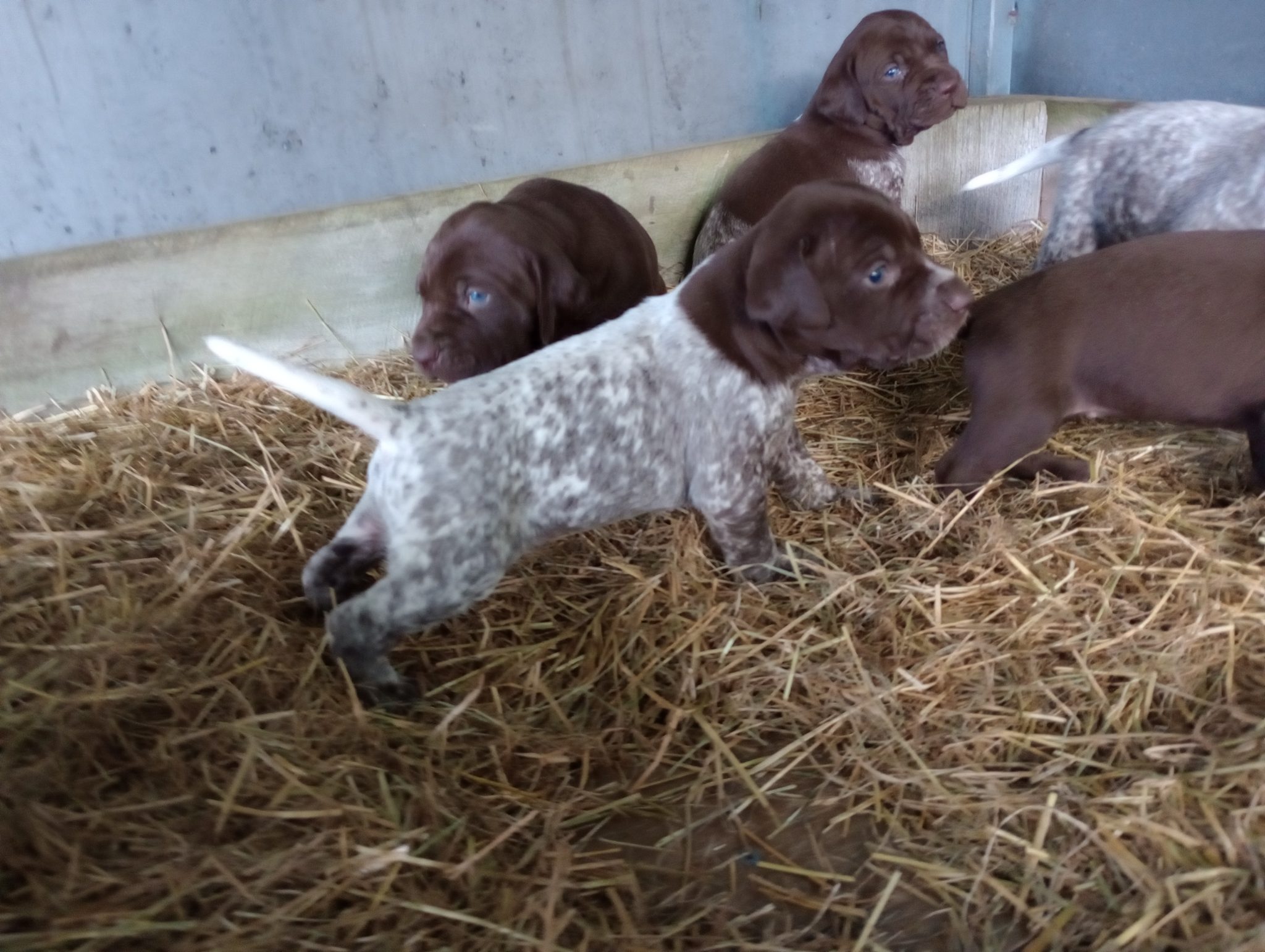 German Shorthaired Pointer Puppies, Payment Plan