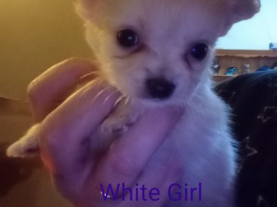 Chihuahua puppies for sale