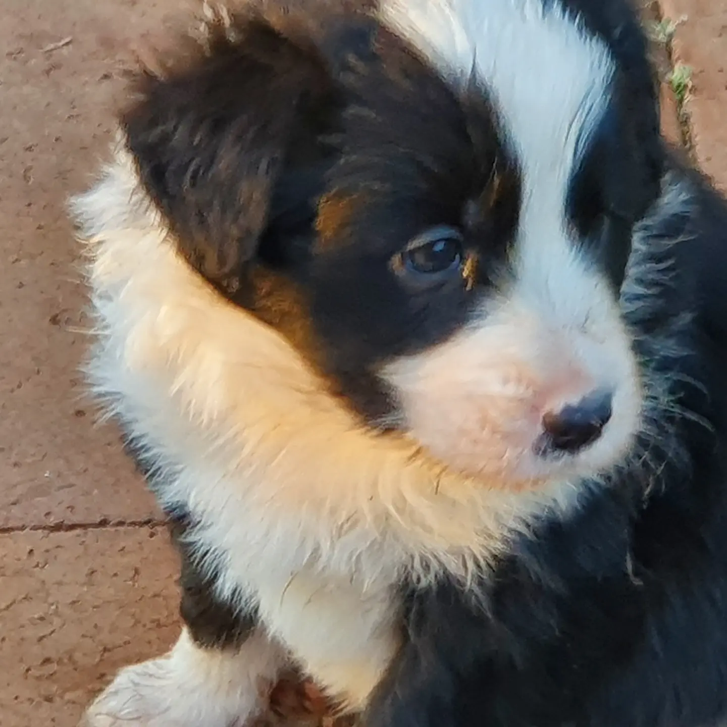 Purebred longhaired border collie male