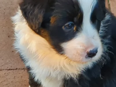 Purebred longhaired border collie male