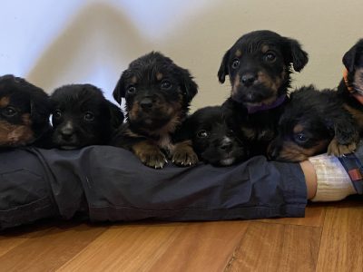 Golden Retriever x Australian Kelpie