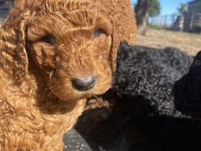 Purebred STANDARD POODLE PUPPIES