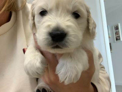 Golden Retriever Pups (Cream)
