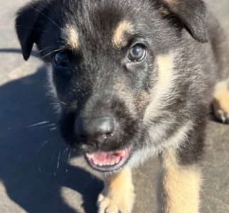 German shepherd Puppies – Pure bred