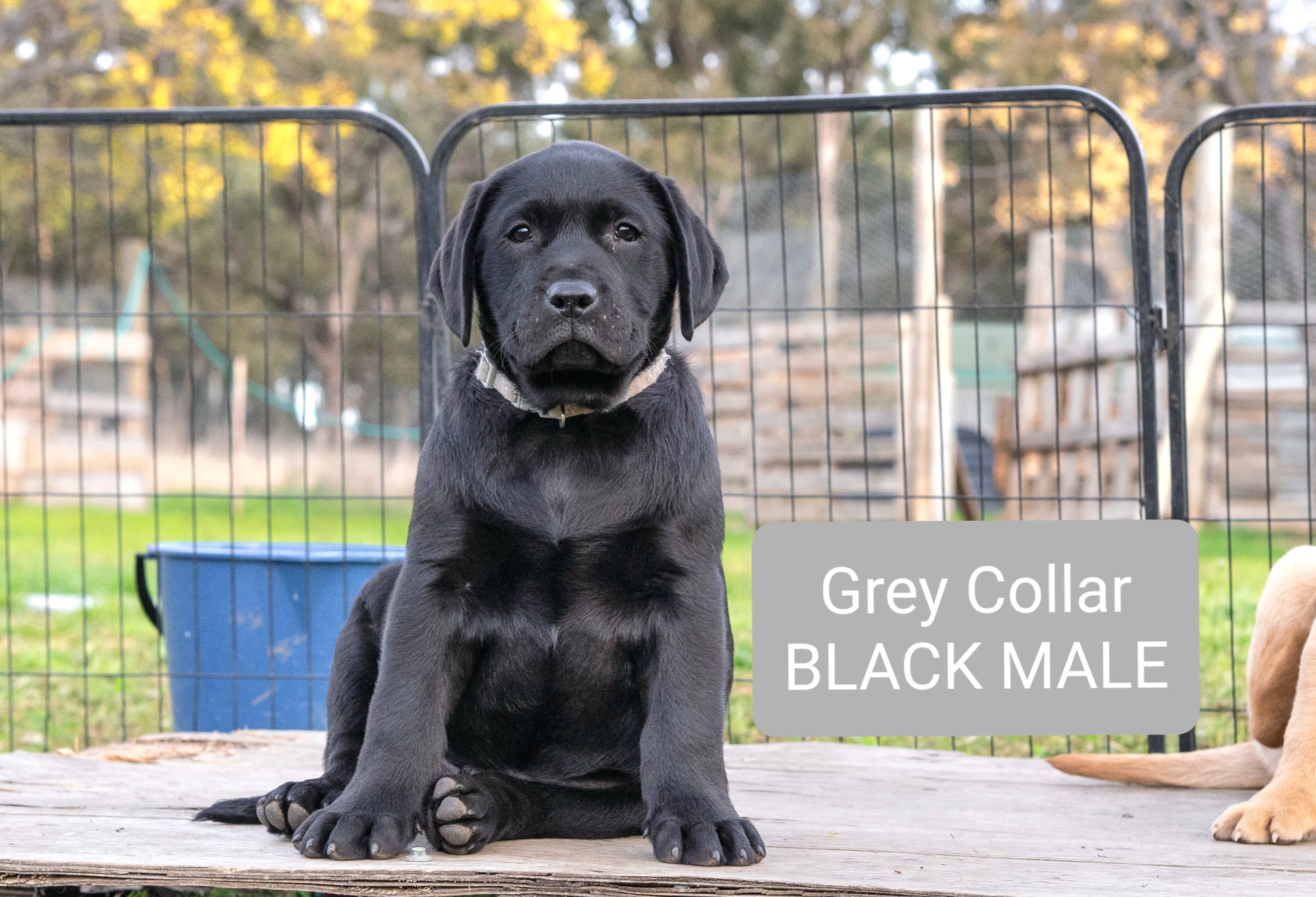 READY NOW! Pure bred Lab Pups -DNA tested