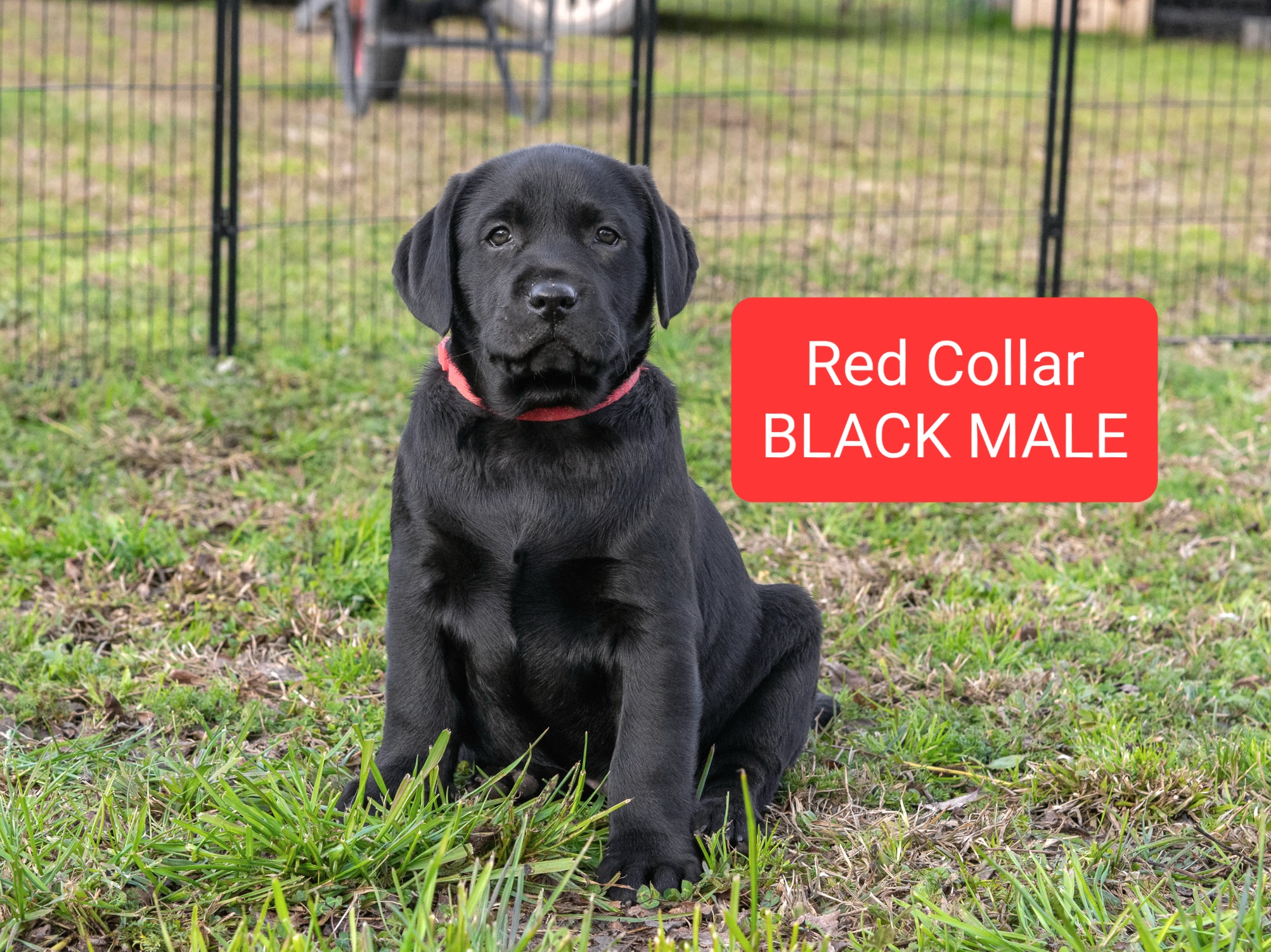 READY NOW! Pure bred Lab Pups -DNA tested