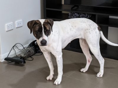 American Staffordshire terrier Cross