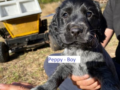 English Cocker Spaniel Purebred Puppies