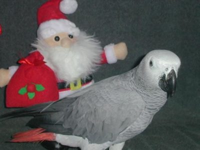 Timneh African Grey Parrot