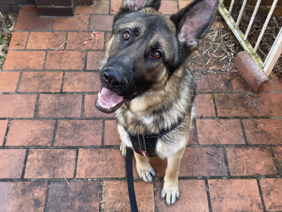 WAS $2000: One year old pure bread German Shepherd