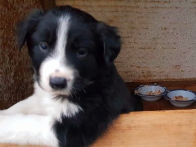 Purebred Border Collie pups .