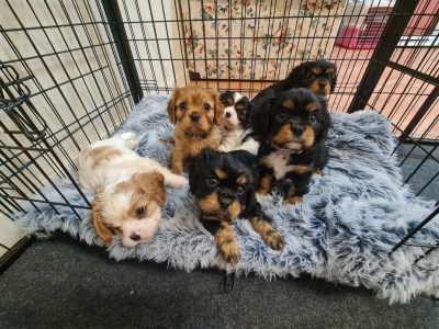 Gorgeous Purebred Cavalier King Charles Spaniels