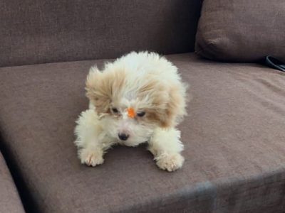 Adorable purebred Toy poodle for sale