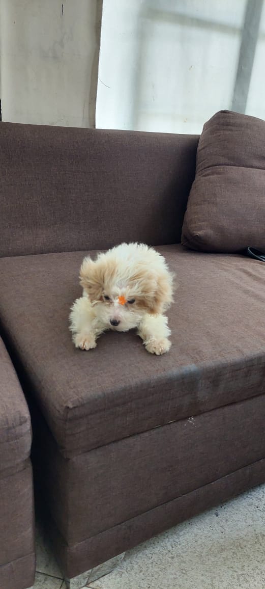 Adorable purebred Toy poodle for sale